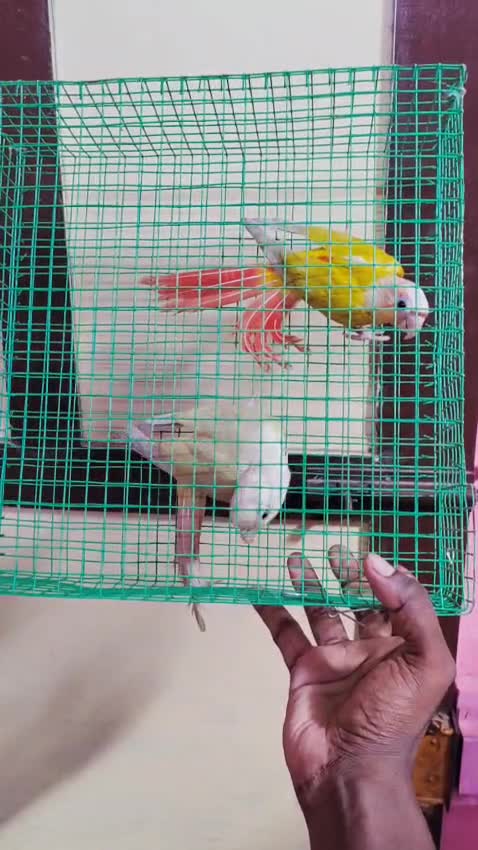 Sun Cheek Conure, farm video