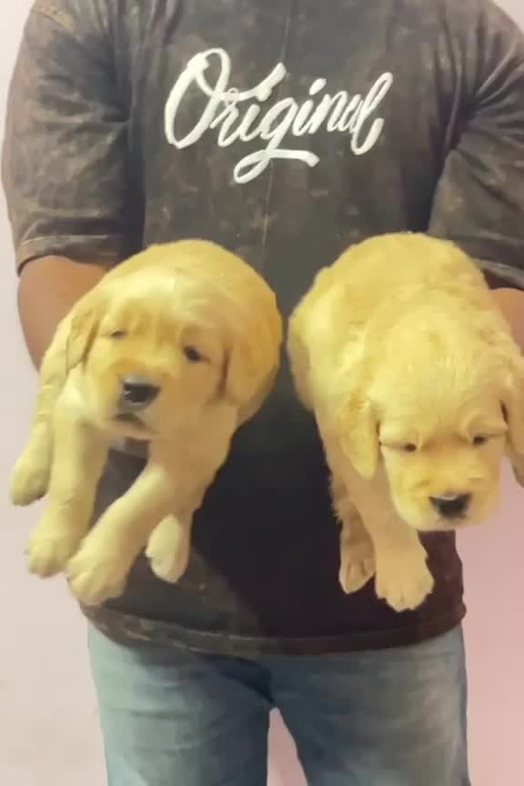 Golden Retriever, farm video