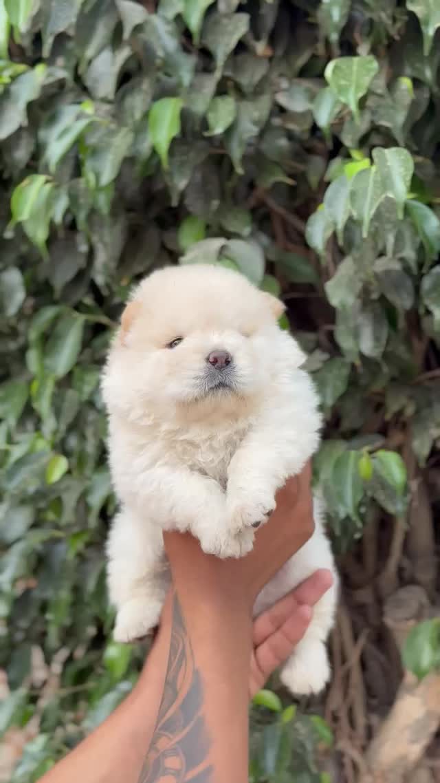 Chow Chow Puppies, farm video