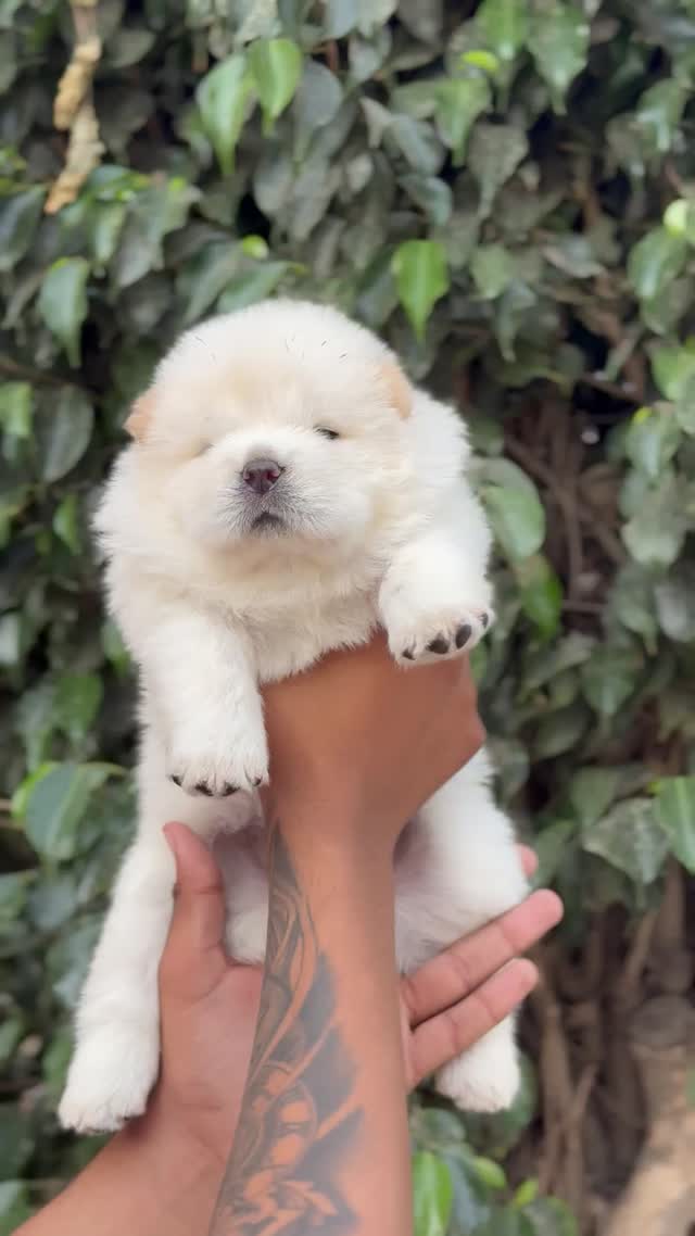 Chow Chow Puppies, farm video