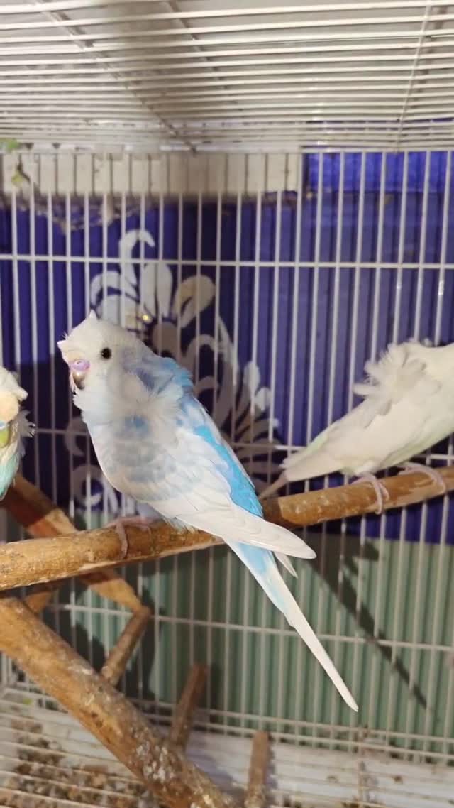 Hogoromo Budgies, farm video