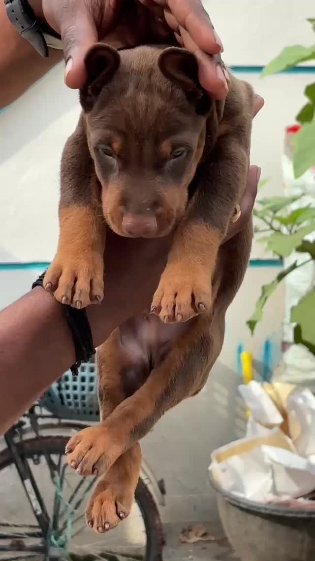 Doberman Pinscher Puppy, farm video