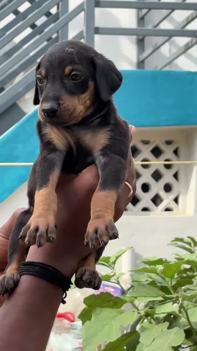 Doberman Pinscher Puppy, farm video