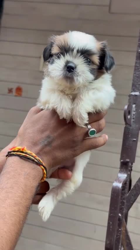 Shih Tzu | Black Color, farm video