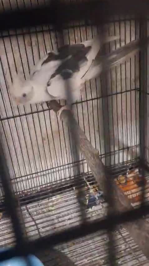 Cockatiel, farm video