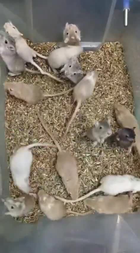 Gerbil, farm video