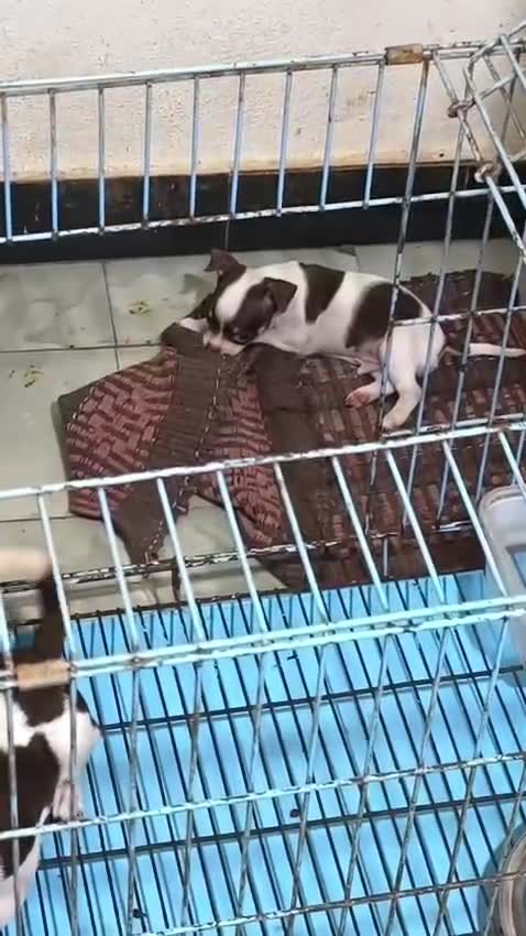 Chihuahua Puppy, farm video