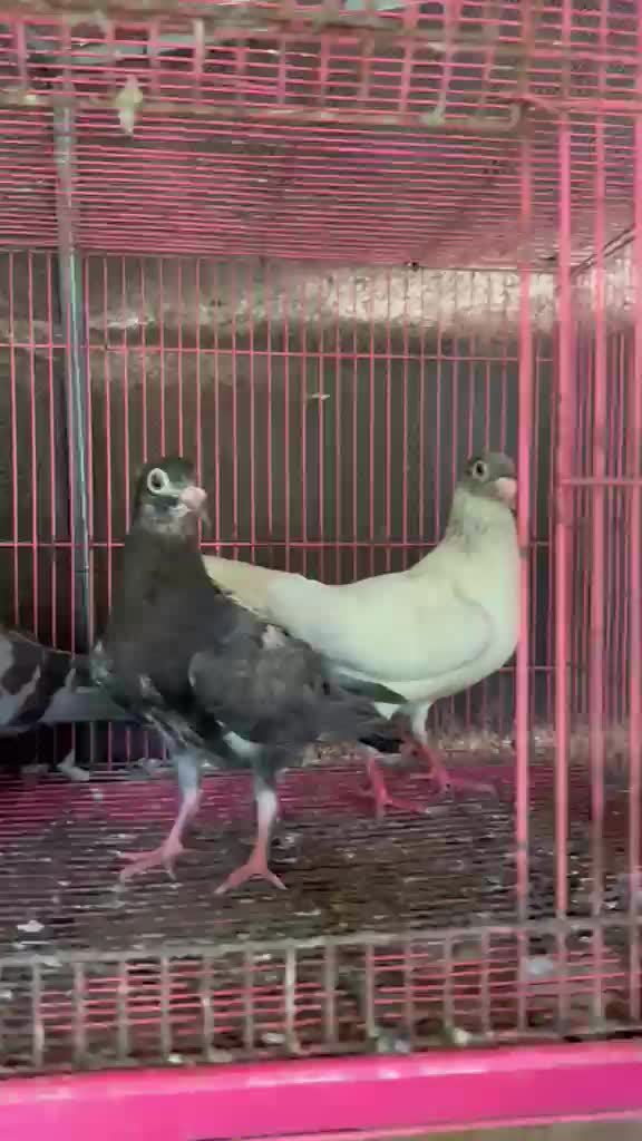 Homer Pigeon, farm video