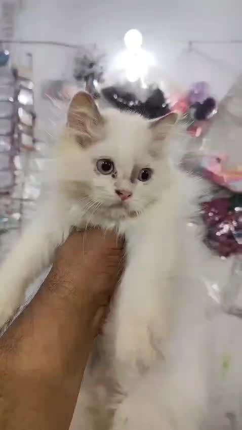 Ragdoll Kitten, farm video