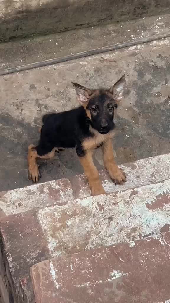 German Shepherd Puppy, farm video