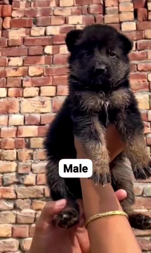 German Shepherd Puppy, farm video