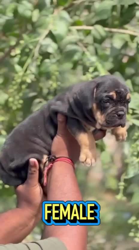 American Bully Pocket Size Puppy, farm video