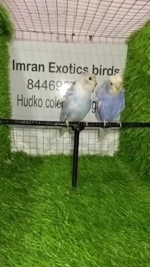Hogoromo Budgies, farm video