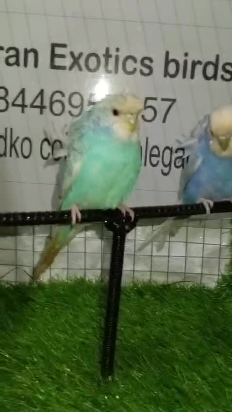 Hogoromo Budgies, farm video