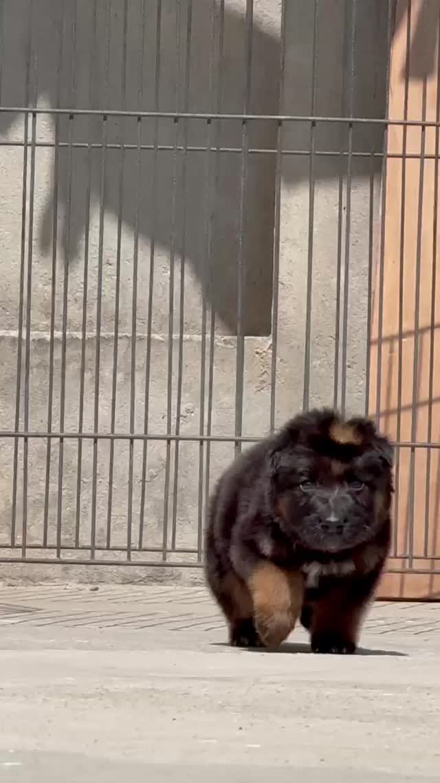German Shepherd Puppy, farm video