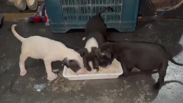 Pitbull Terrier Puppy, farm video
