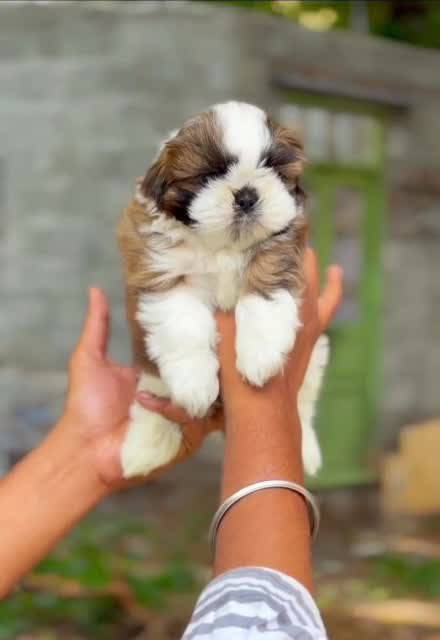 Shih Tzu Puppy Brown & White, farm video