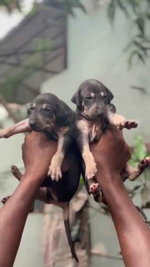 Kanni, farm video