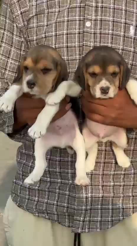 Beagle Black & Tan Puppy, farm video