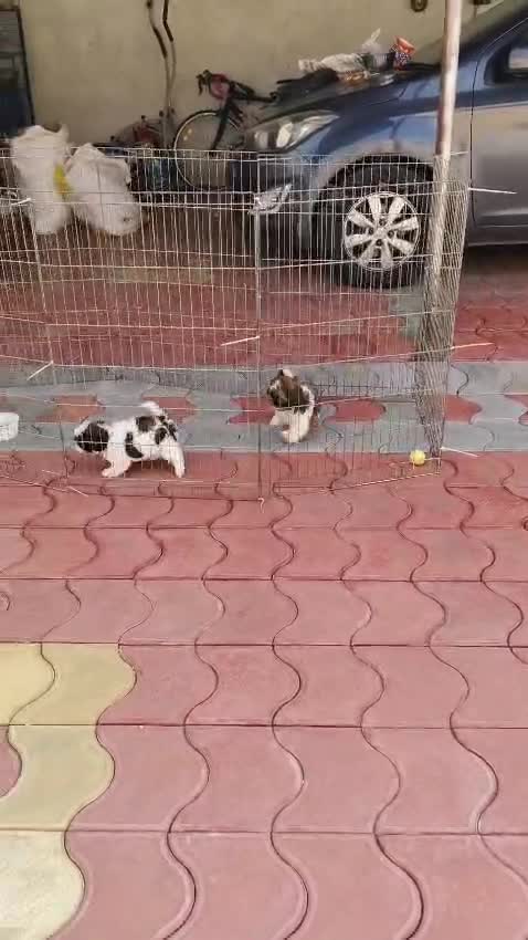 Shih Tzu | Black Color, farm video