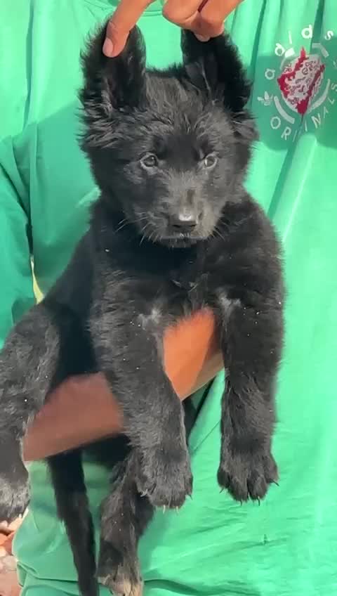German Shepherd Puppy, farm video