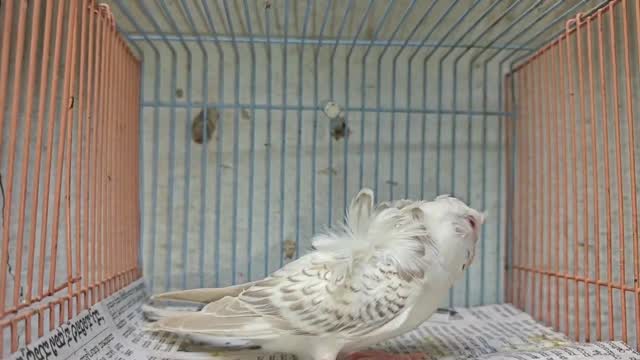 Hogoromo Budgies, farm video