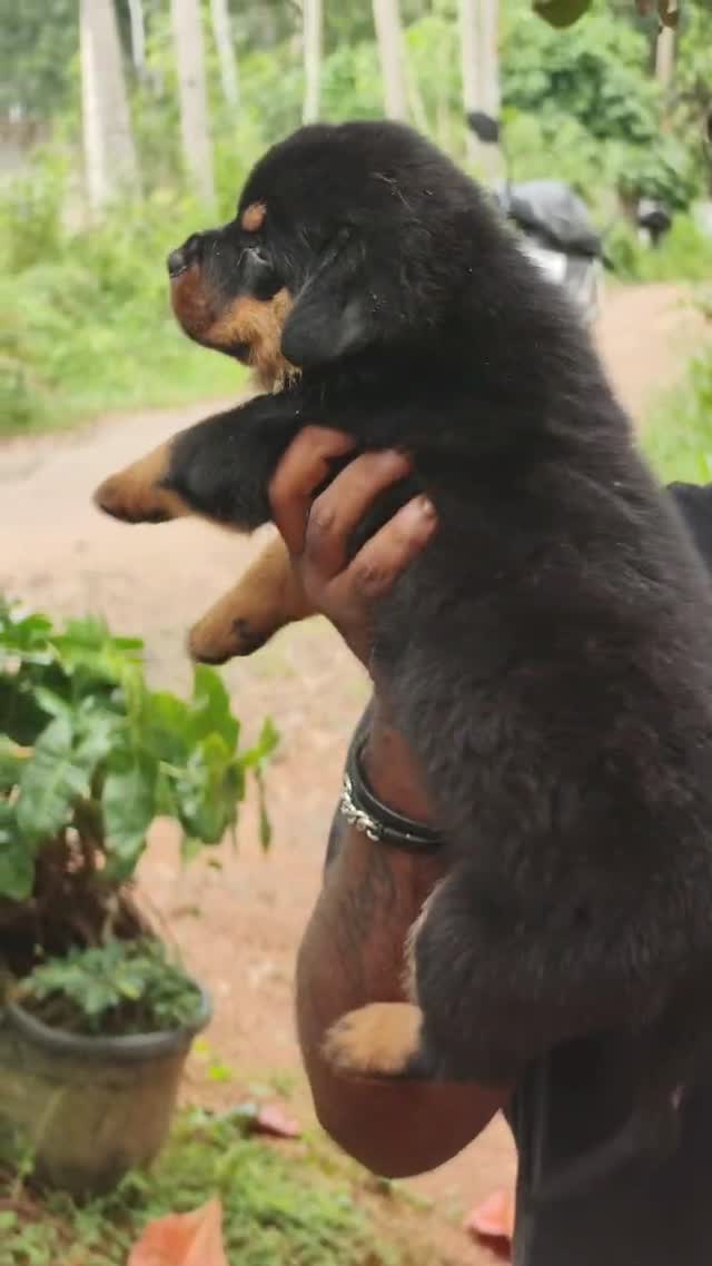 Rottweiler Puppy, farm video
