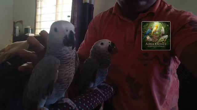 African Grey Parrot, farm video