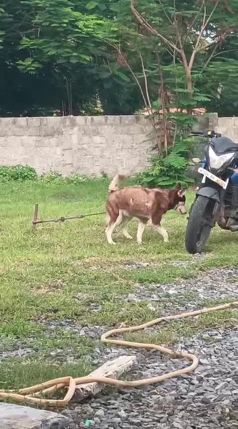 Siberian Husky Puppy | Black & White Color, farm video