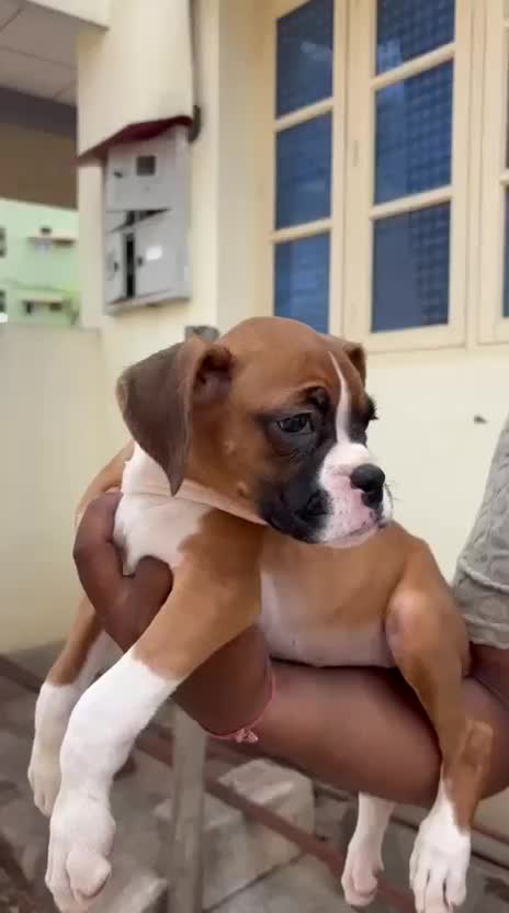 Boxer Puppy, farm video