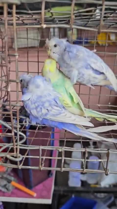 Hogoromo Budgies, farm video