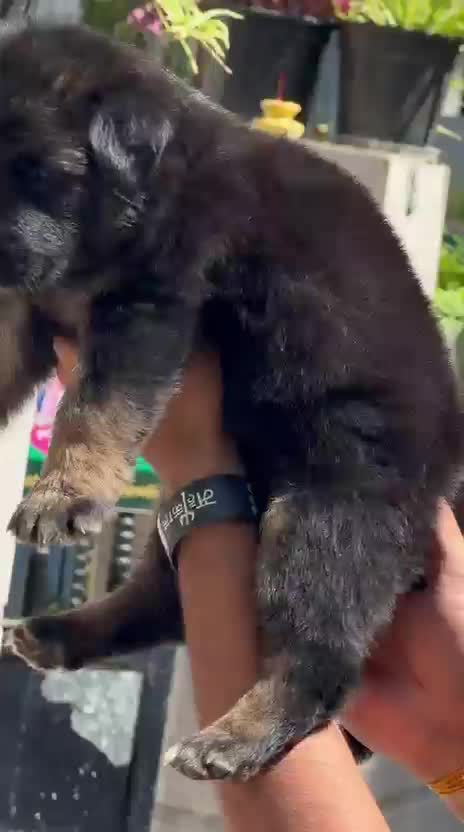German Shepherd Puppy, farm video