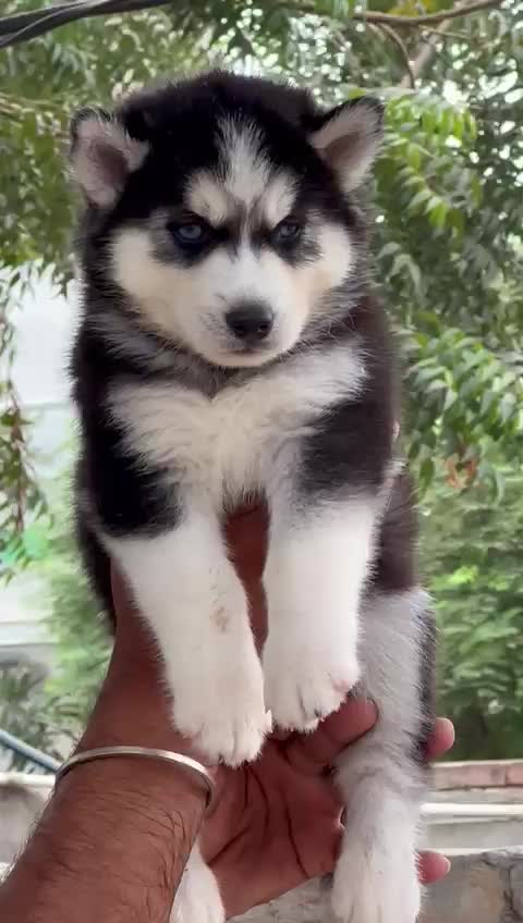 Siberian Husky Puppy | Black & White Color, farm video