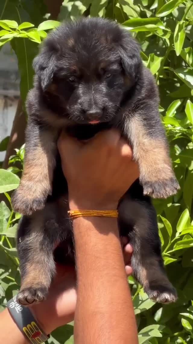 German Shepherd Puppy, farm video