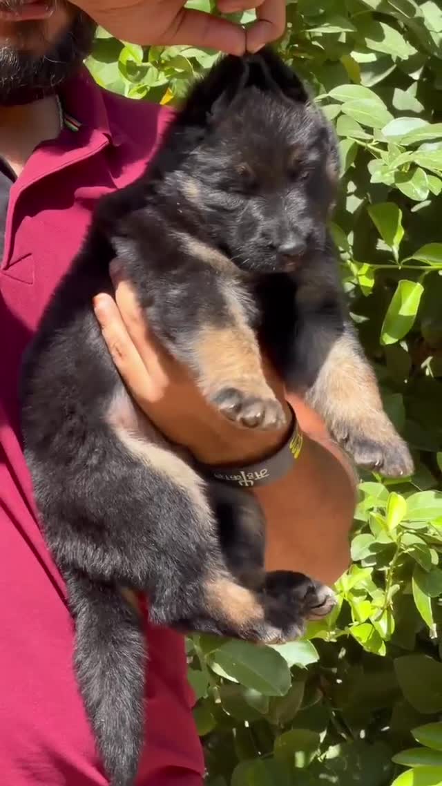 German Shepherd Puppy, farm video