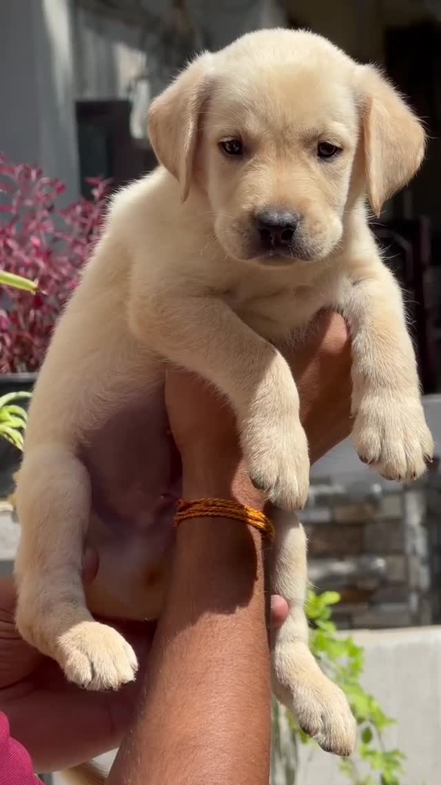 Beagle Black & Tan Puppy, farm video