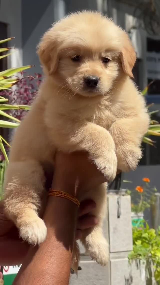 Golden Retriever, farm video