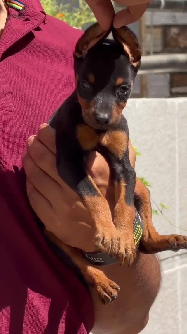 Doberman Pinscher Puppy, farm video