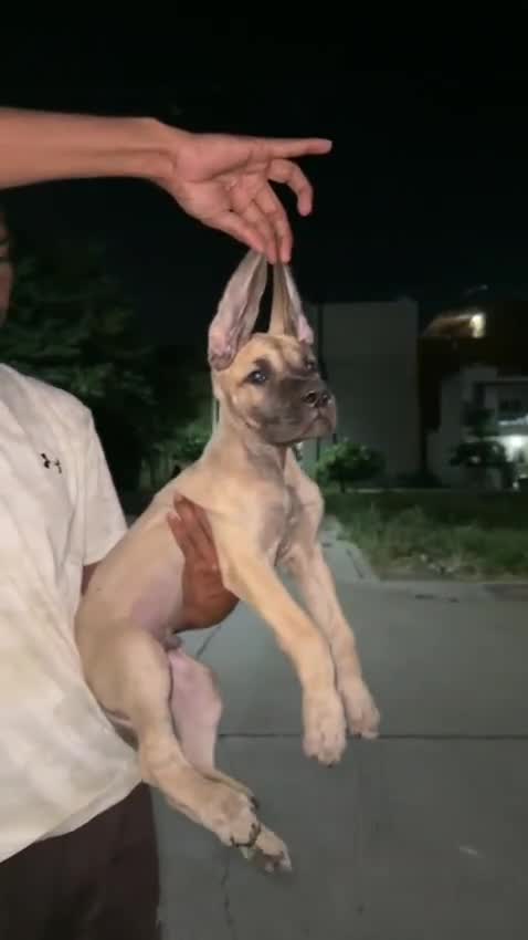 Great Dane Puppy, farm video