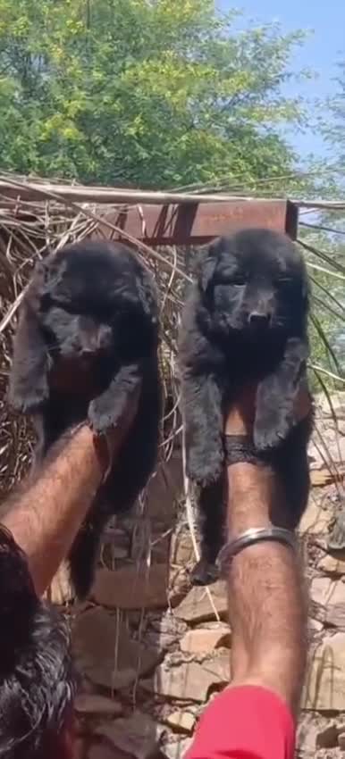 German Shepherd Puppy, farm video