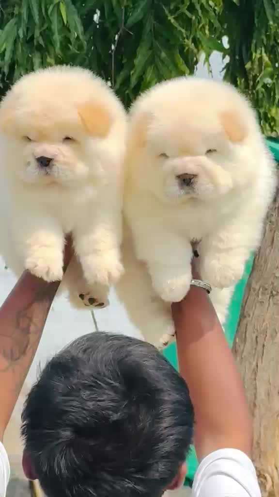 Chow Chow Puppy | Black Color, farm video