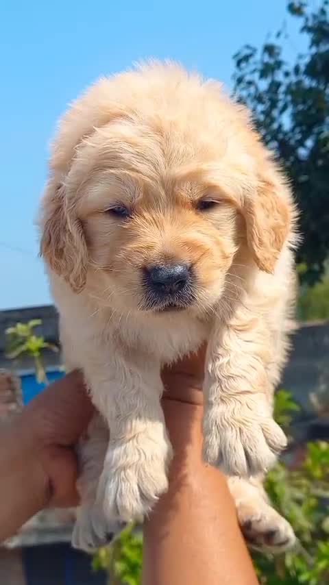 Golden Retriever, farm video