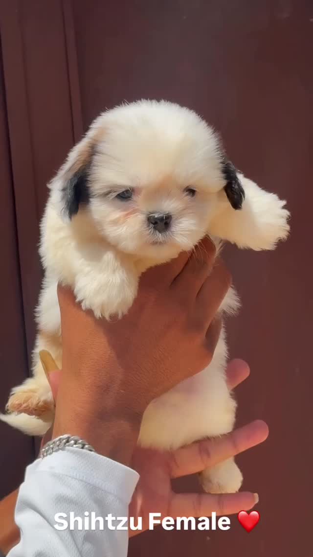 Shih Tzu | Black Color, farm video