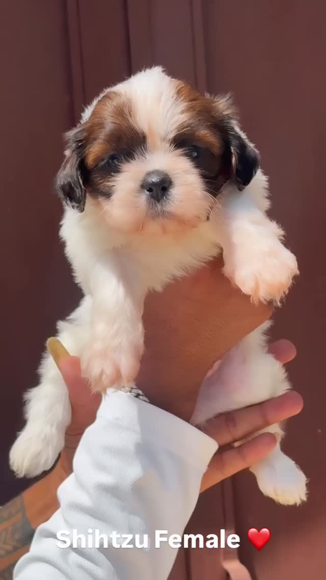 Shih Tzu | Black Color, farm video