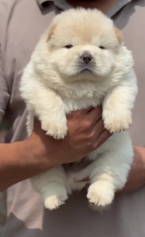 Chow Chow Puppy | Fawn Color, farm video