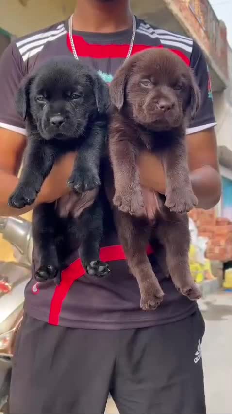Beagle Black & Tan Puppy, farm video