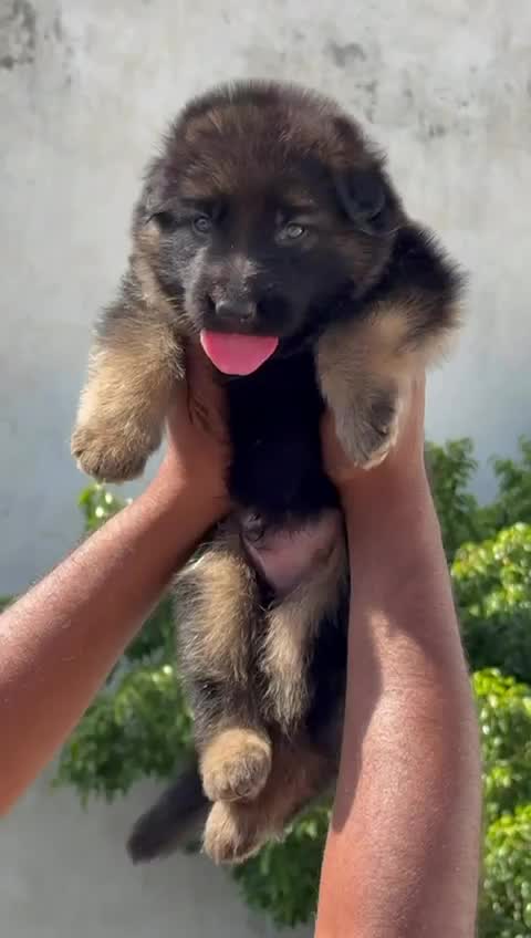 German Shepherd Puppy, farm video