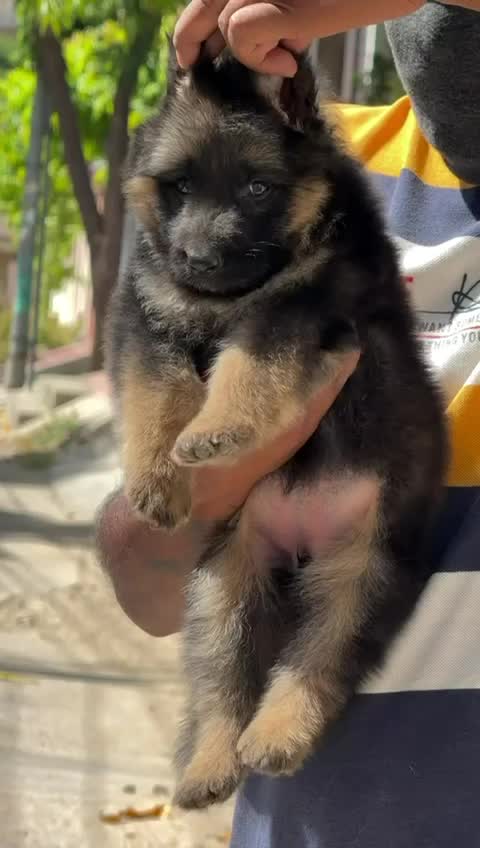 German Shepherd Puppy, farm video