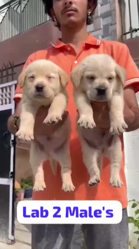 Beagle Black & Tan Puppy, farm video