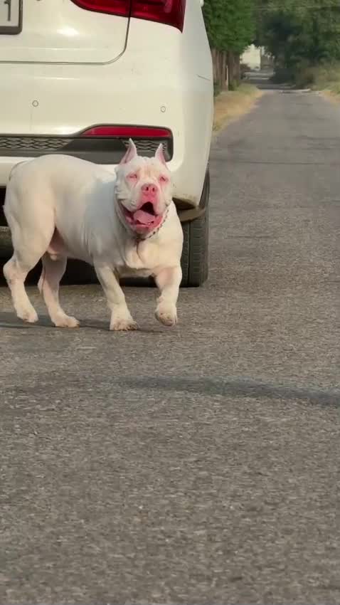 American Bully Pocket Size Puppy, farm video
